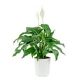 thumbnail image 1 of Costa Farms 18" Spath Peace Lily Live House Plants in 10" Décor Pot, 1 of 11