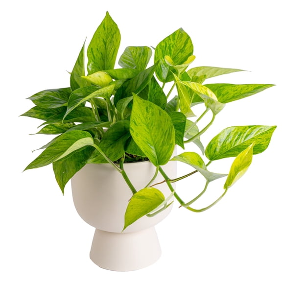 Costa Farms 12" Pothos Jessenia Bright Live Plants in 6" Decor Pot