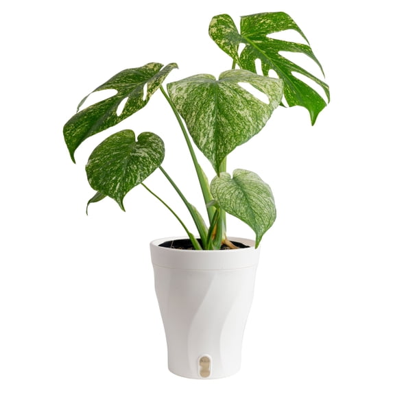 Costa Farms 12" Monstera Deliciosa White Monster Live House Plant in 5" Self-Watering Pot