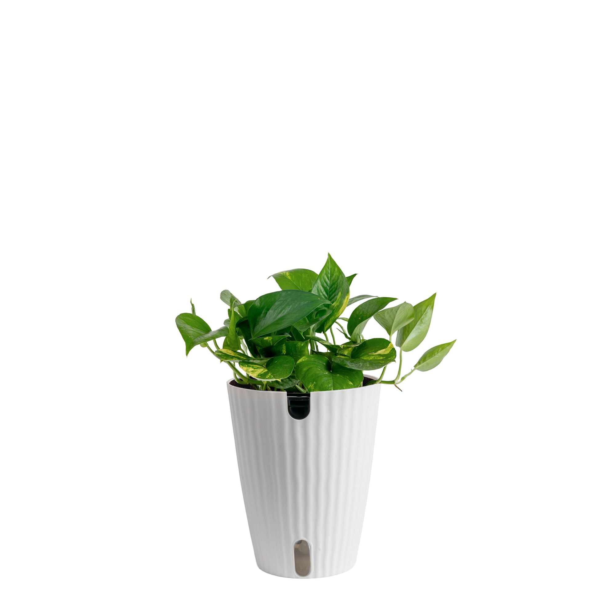 Costa Farms 12" Golden Pothos Live House Plants in 5" Self-Watering Planter  - Walmart.com