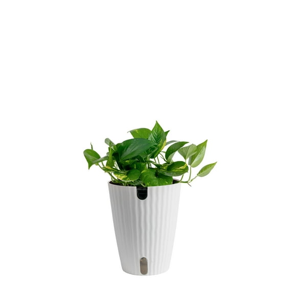 Costa Farms 12" Golden Pothos Live House Plants in 5" Self-Watering Planter