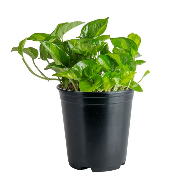Costa Farms 12" Pothos Live Plants in 5" Grower Pot