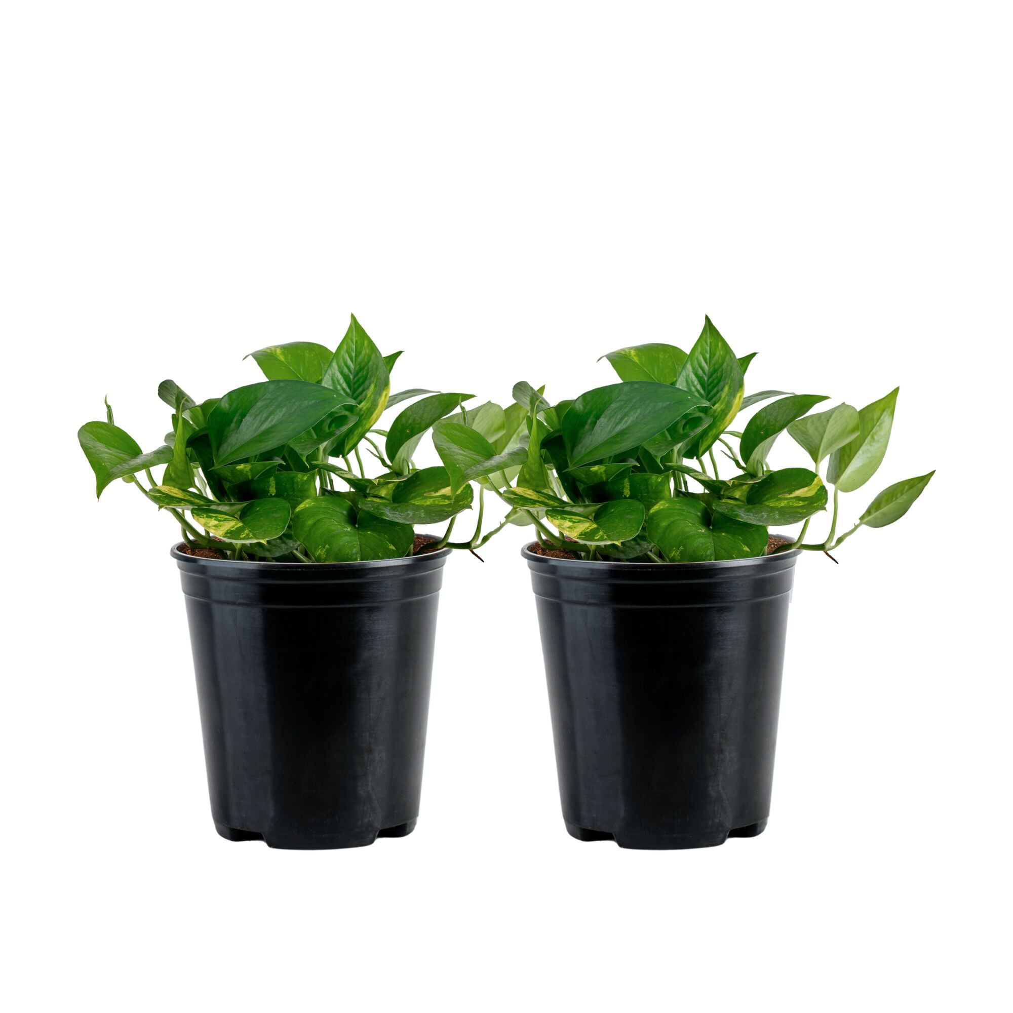 Costa Farms Pothos Grower's Choice Live Plants