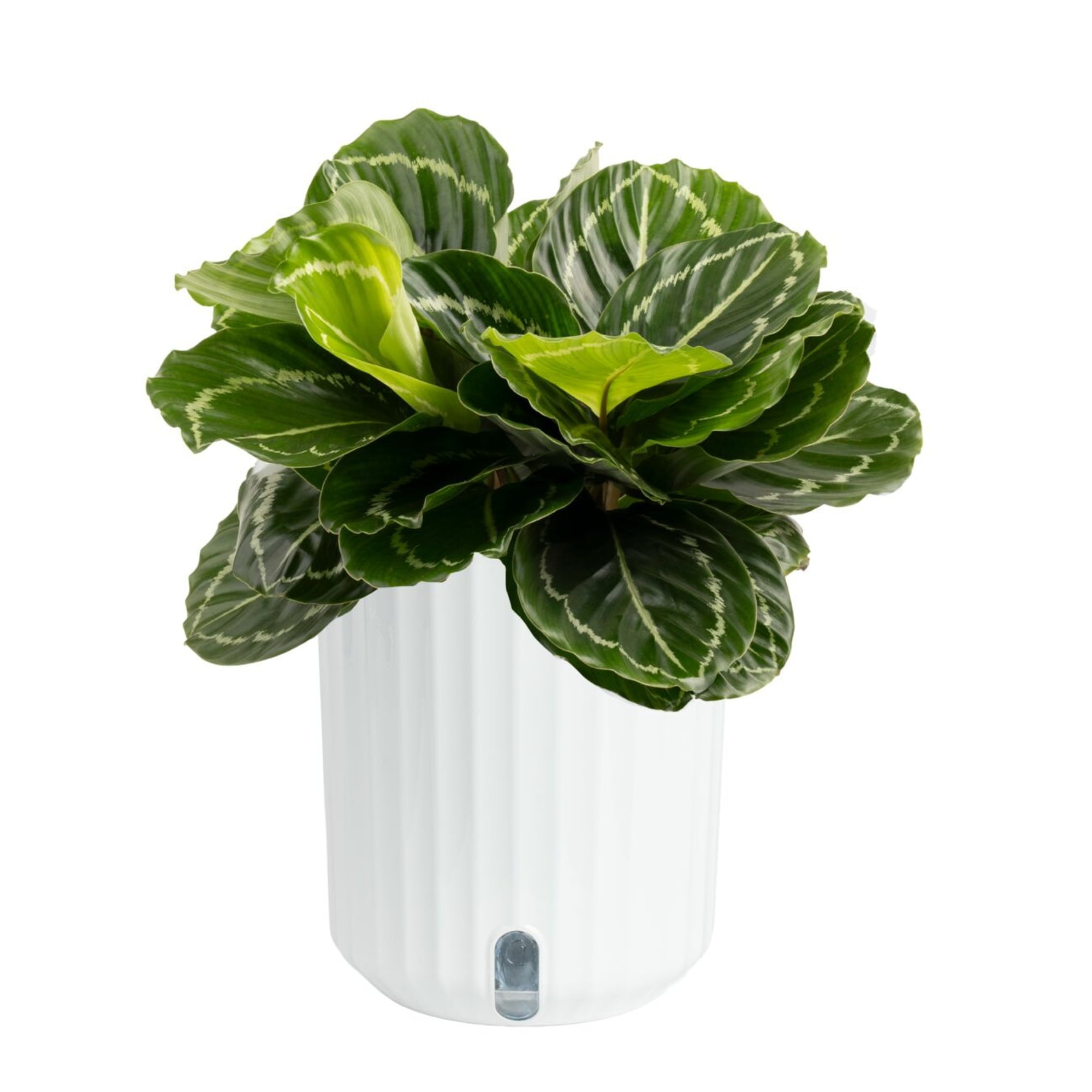 calathea pink Crimson Calathea | Pet-Safe Red Patterned Foliage Plant main image 1