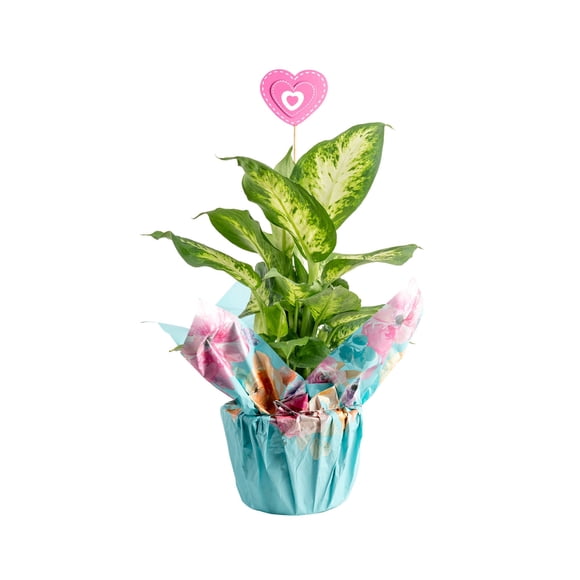 Costa Farms 12" Dieffenbachia Live House Plants in 5" Pot Cover