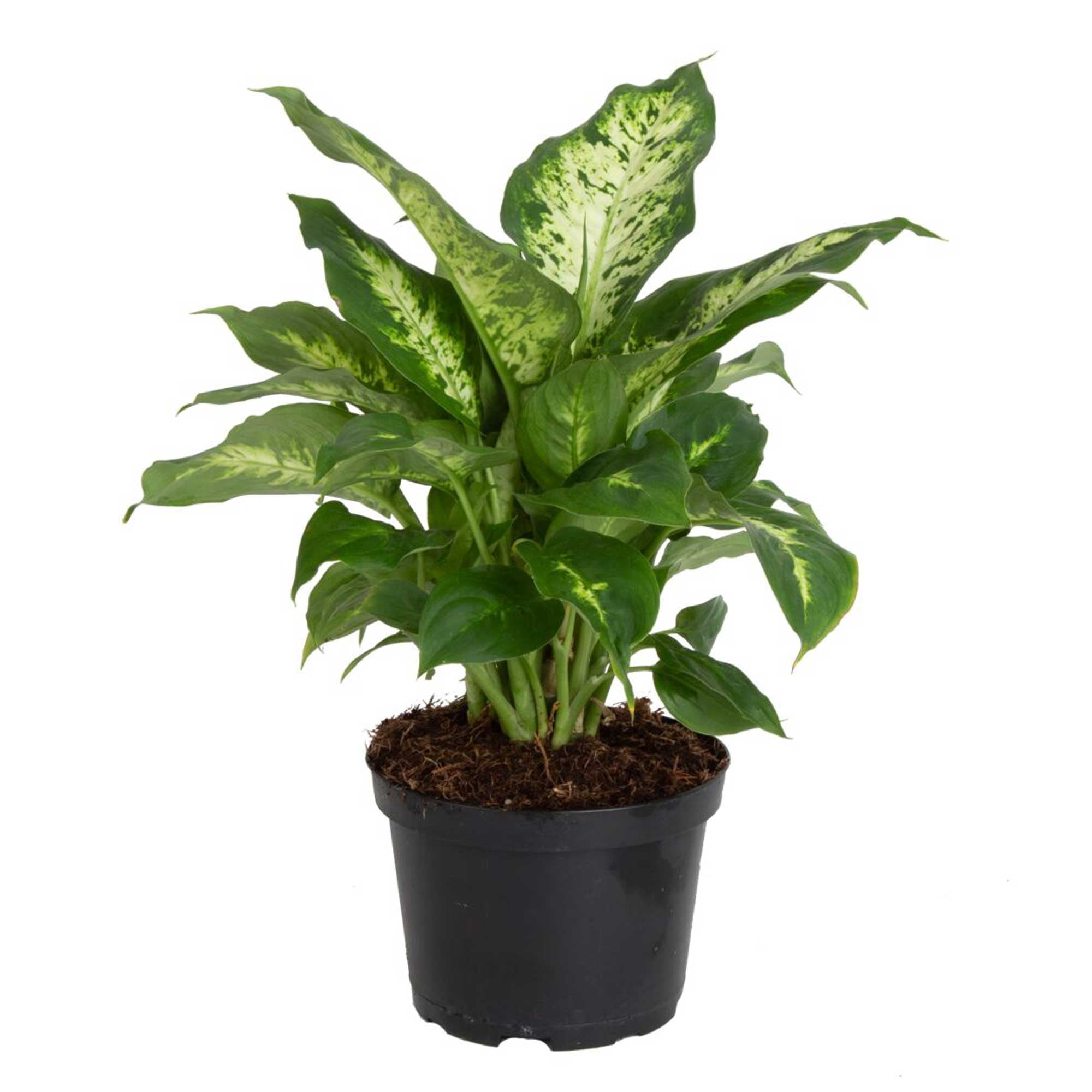 Dieffenbachia Indoor Plant in Black Nursery Pot