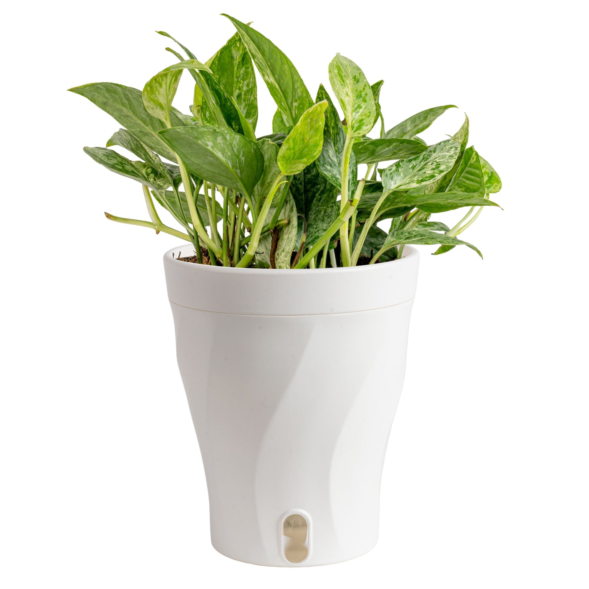 Costa Farms 12" Epipremnum Krabi Live House Plant in 5" Self-Watering Pot
