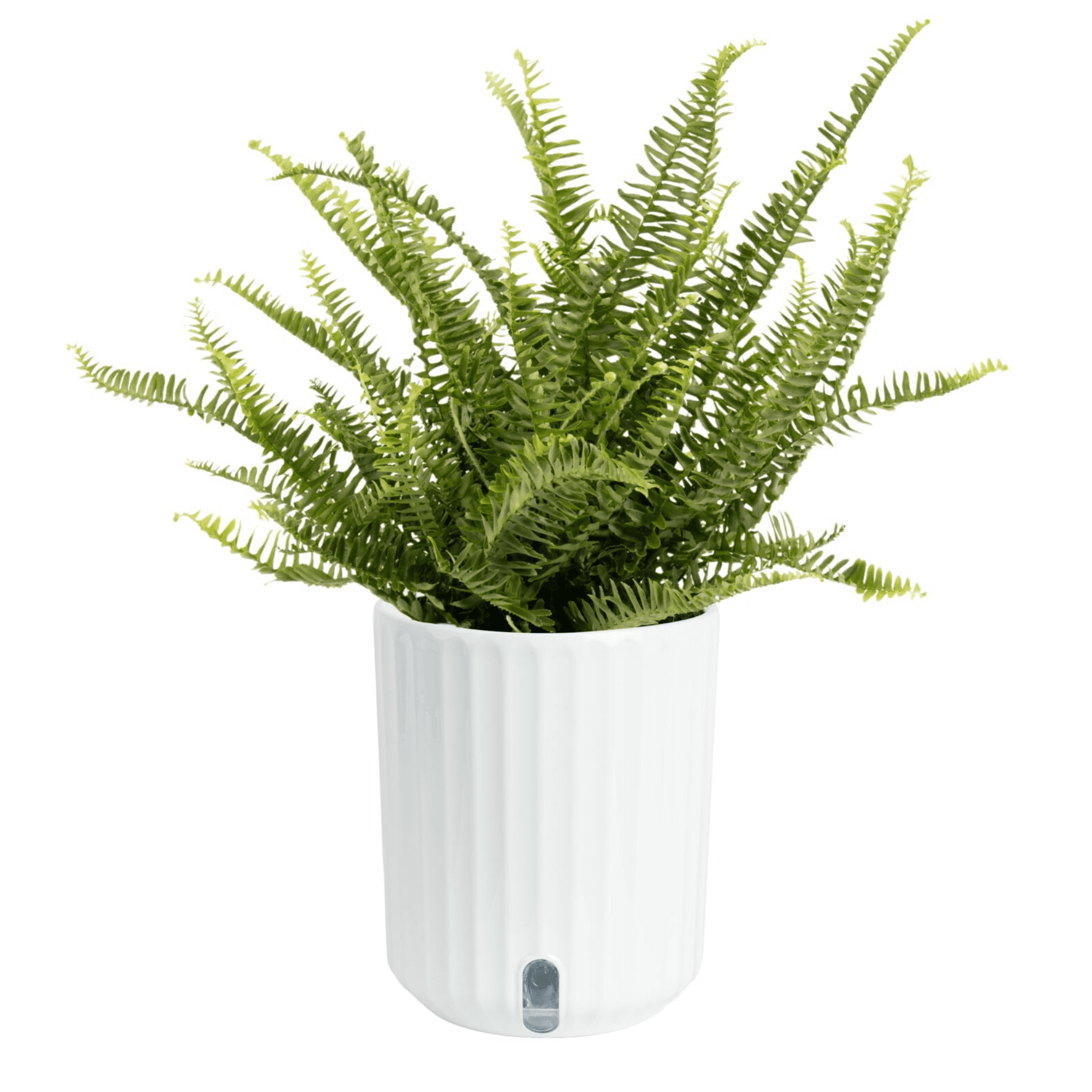 Costa Farms 12 inch Kimberly Fern Live House Plants in 5 inch Self-Watering Planter, Size: Medium