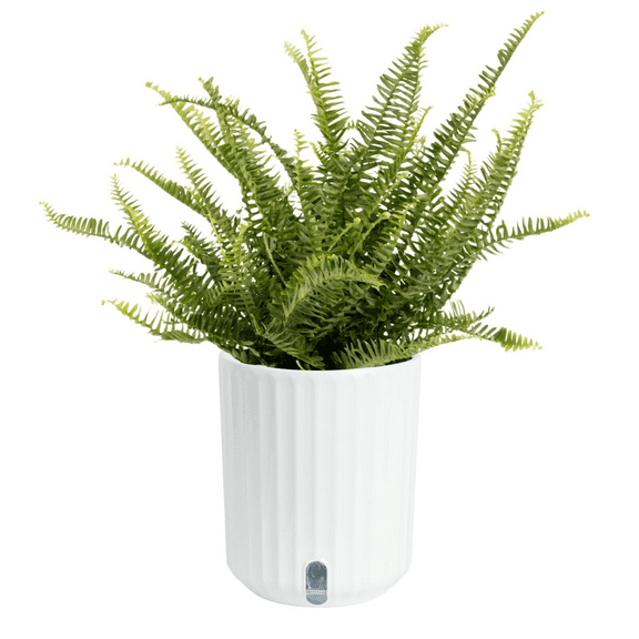 Costa Farms 12" Kimberly Fern Live House Plants in 5" Self-Watering Planter