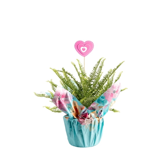 Costa Farms 12" Kimberly Fern Live House Plants in 5" Pot Cover