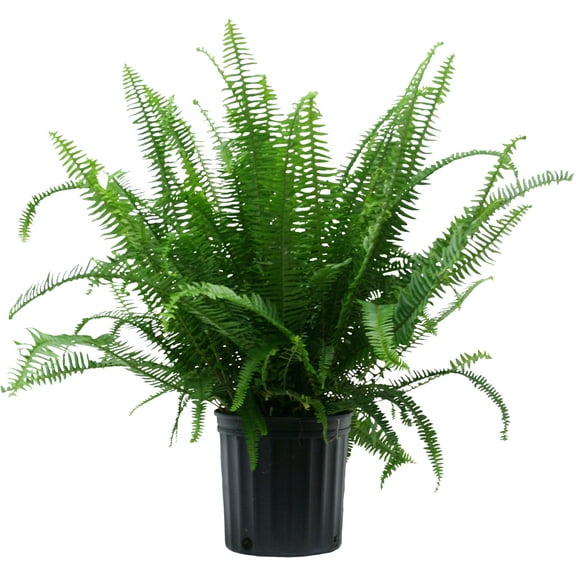 Costa Farms 26-36" Tall Kimberly Fern, Bright Indirect Sunlight, Indoor Live House Plants, Grow Pot