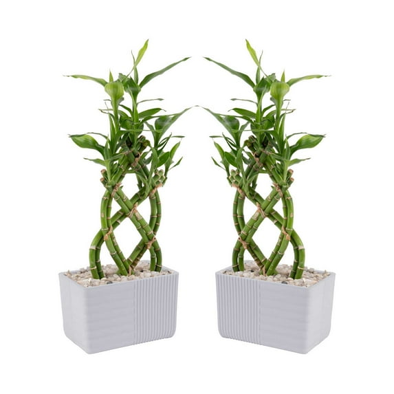 Costa Farms 12" Tall Lucky Bamboo, Low Indirect Sunlight, Indoor Live House Plants, 2-Pk