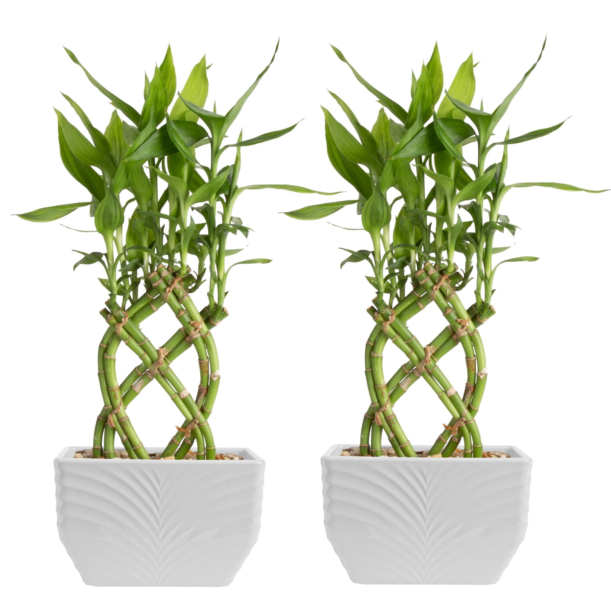 Costa Farms Lucky Bamboo Live House Plants - Thumbnail 4