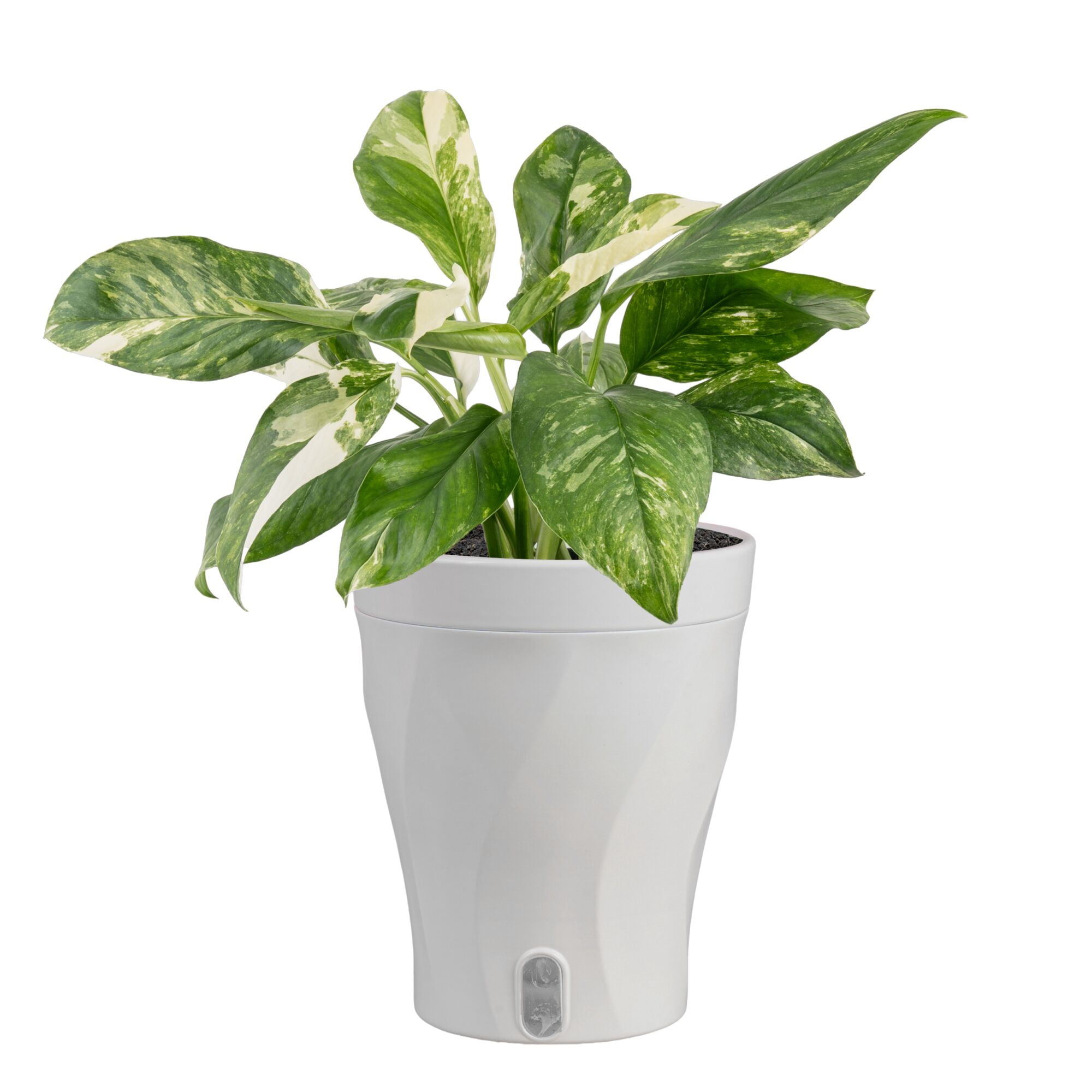 Live Monstera Plants: Large & Variegated | Walmart - Walmart.com