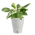 thumbnail image 1 of Costa Farms 16" Tall Monstera Lechleriana Albo Live House Plants in 5" Self-Watering Pot, 1 of 10