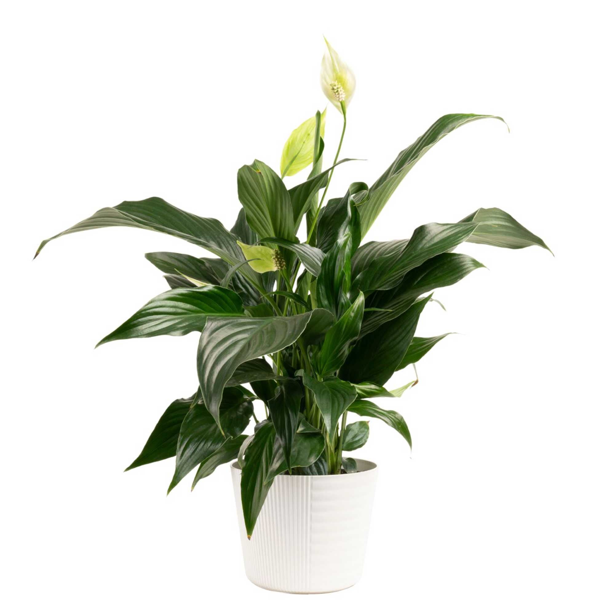 Costa Farms 12" Tall Peace LilyBright Indirect Sunlight, Indoor Live House Plants