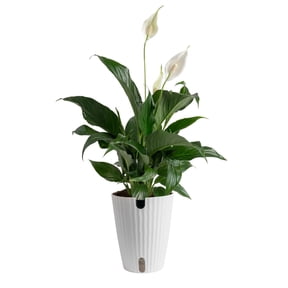 Costa Farms 12" Peace Lily Live Plants in 5" Self-Watering Pot