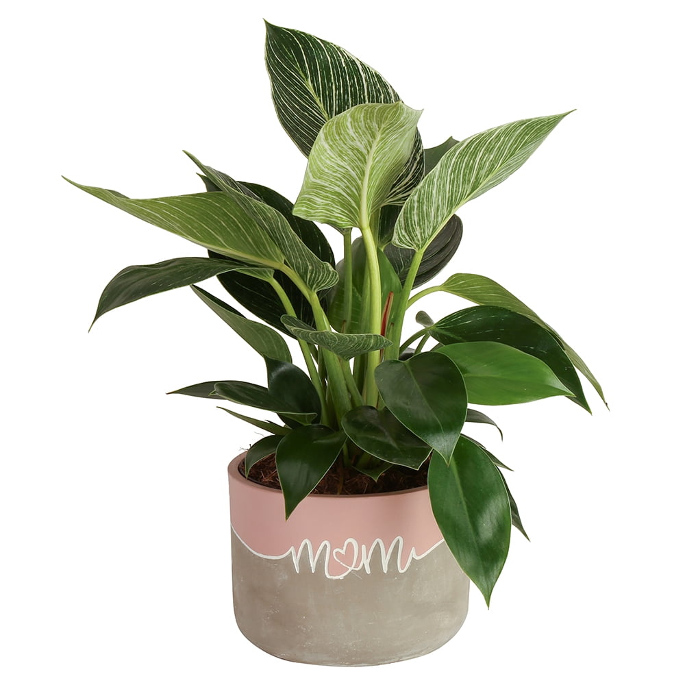 Costa Farms 12" Tall Philodendron Birkin, Medium Indirect Sunlight, Indoor Live House Plants, Mom Gift