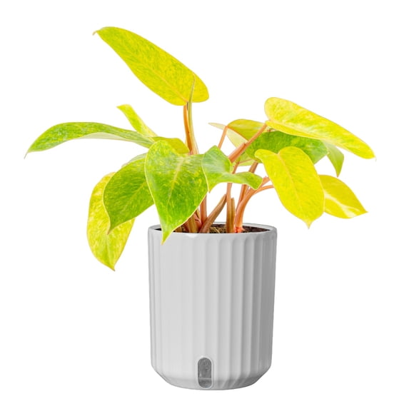 Costa Farms 12" Philodendron Painted Lady Live House Plants in 5" Self-Watering Planter