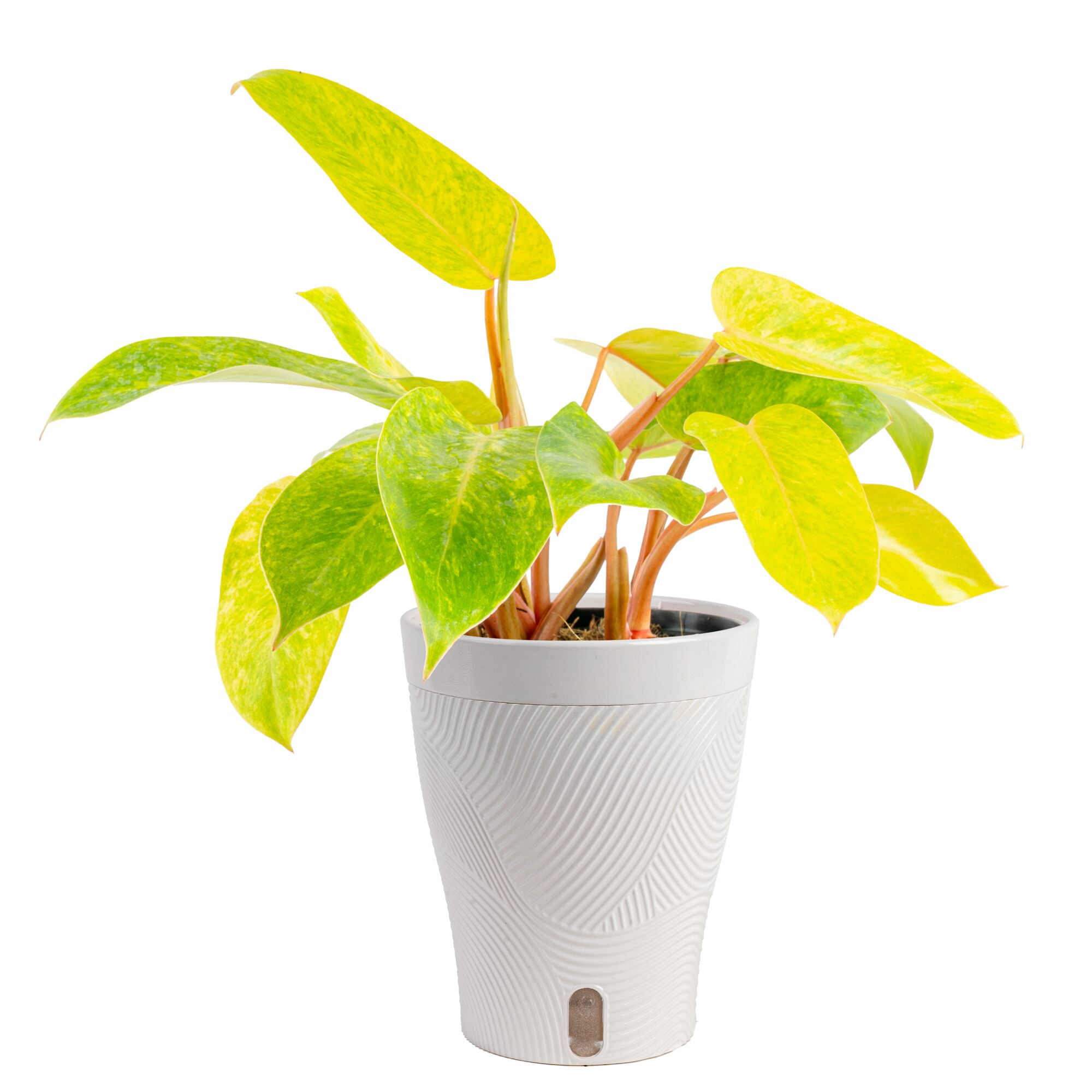 Costa Farms 12" Philodendron Painted Lady Live House Plants in 5" Self-Watering Planter