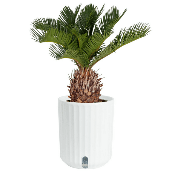 Costa Farms 12" Tall Sago Palm Live House Plants in 5" Self-Watering Pot