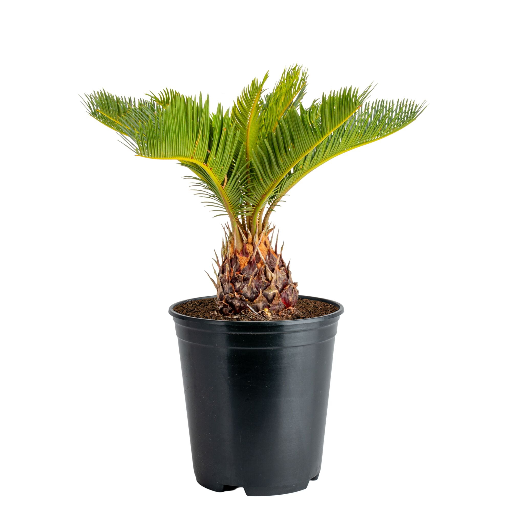 Costa Farms 12" Tall Sago Palm Live House Plants in 5" Grower Pot -  Walmart.com