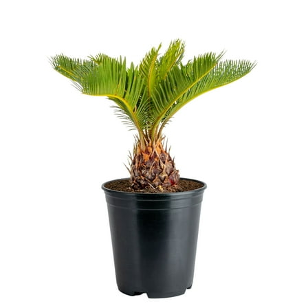 Costa Farms 12" Tall Sago Palm Live House Plants in 5" Grower Pot