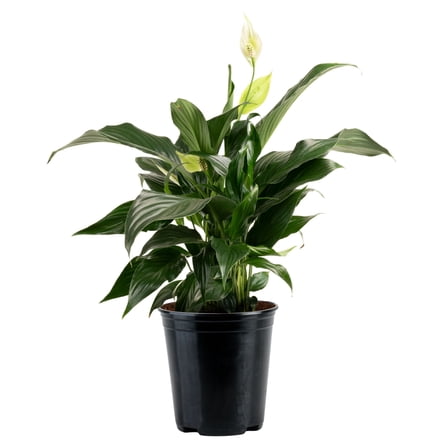 Costa Farms 12" Spath Peace Lily Live Plants in 5" Grower Pot