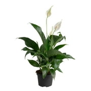 Costa Farms 12" Tall Spath, Peace Lily, Bright Indirect Sunlight, Indoor Live House Plants, Grow Pot