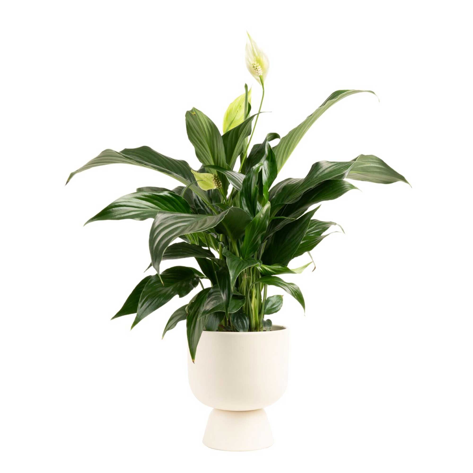 Costa Farms 12" Tall Spath, Peace Lily, Bright Indirect Sunlight, Indoor Live House Plants