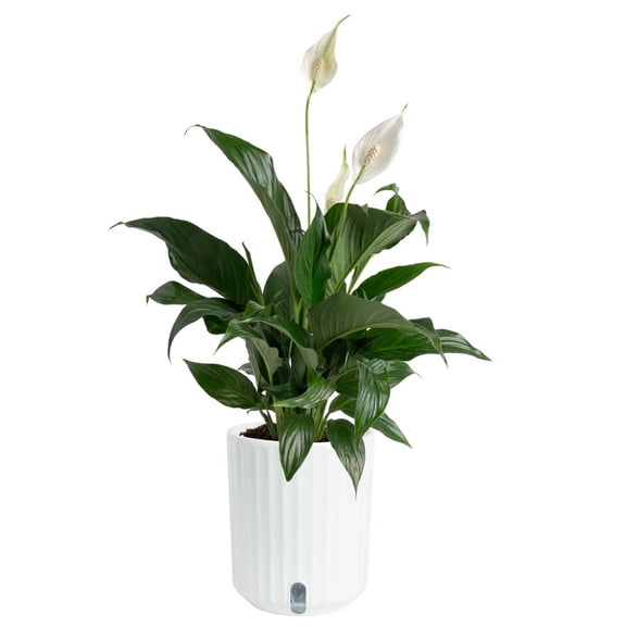 Costa Farms 12" Peace Lily Live Plants in 5" Self-Watering Pot
