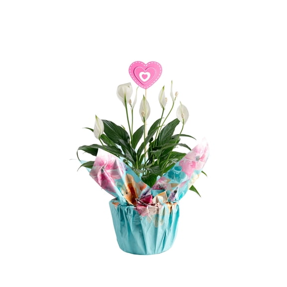 Costa Farms 12" Peace Lily Live House Plants in 5" Pot Cover