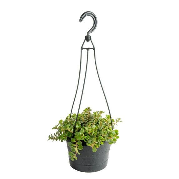 Costa Farms 12" Tall, Grower's Choice Succulent Medium Indirect Sunlight, Live House Plants