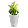 thumbnail image 1 of Costa Farms 12" ZZ Chameleon Live House Plants in 5" Self-Watering Planter, 1 of 12