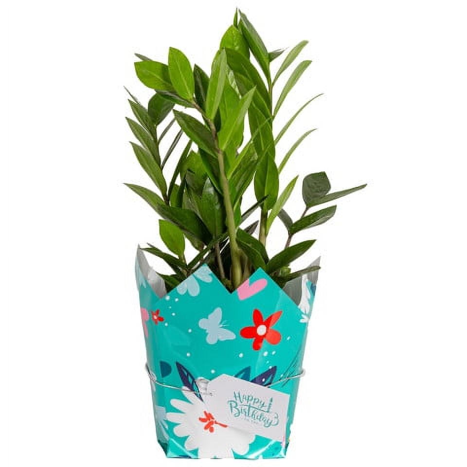 Costa Farms 12" ZZ Plant Live Plants in 5" Décor Cover