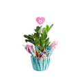 thumbnail image 1 of Costa Farms 12" ZZ Plant Live House Plants in 5" Pot Cover, 1 of 10