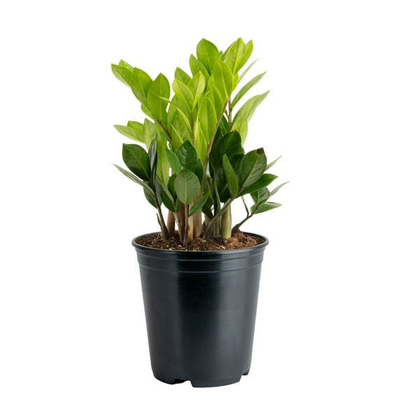 Costa Farms 12" Tall ZZ Plant Live House Plants in 5" Grower Pot