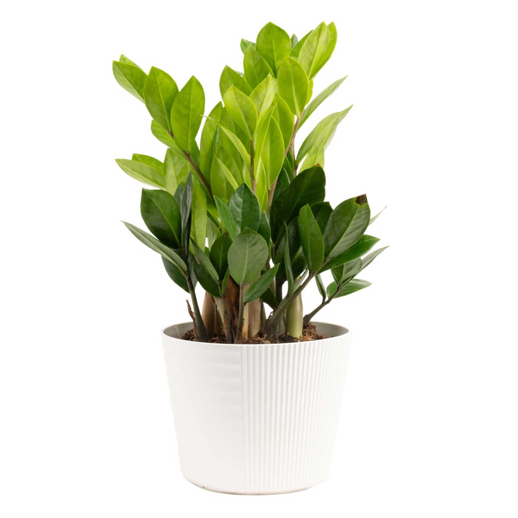Costa Farms 12" Tall ZZ Plant, Medium Indirect Sunlight, Indoor Live House Plants