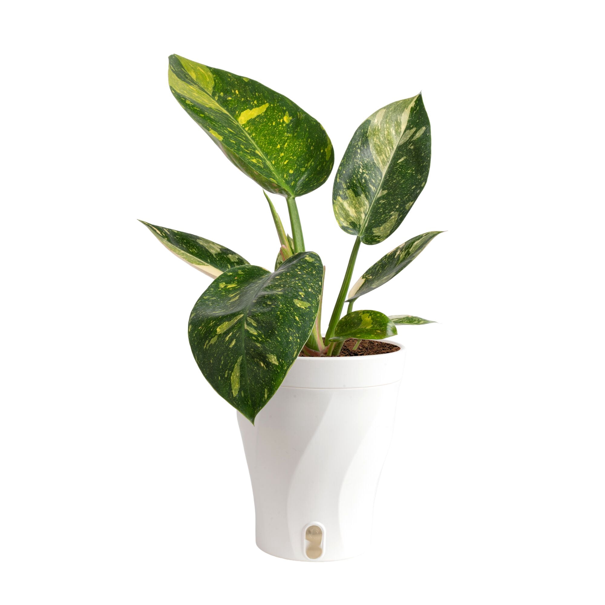 Costa Farms 14" Variegated Philodendron Green Congo Live House Plant in 5" Self-Watering Pot
