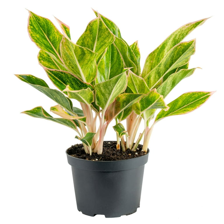 その他観葉植物 Aglaonema Hughes Aglaonema Hughes – Giant Tropical Nursery
