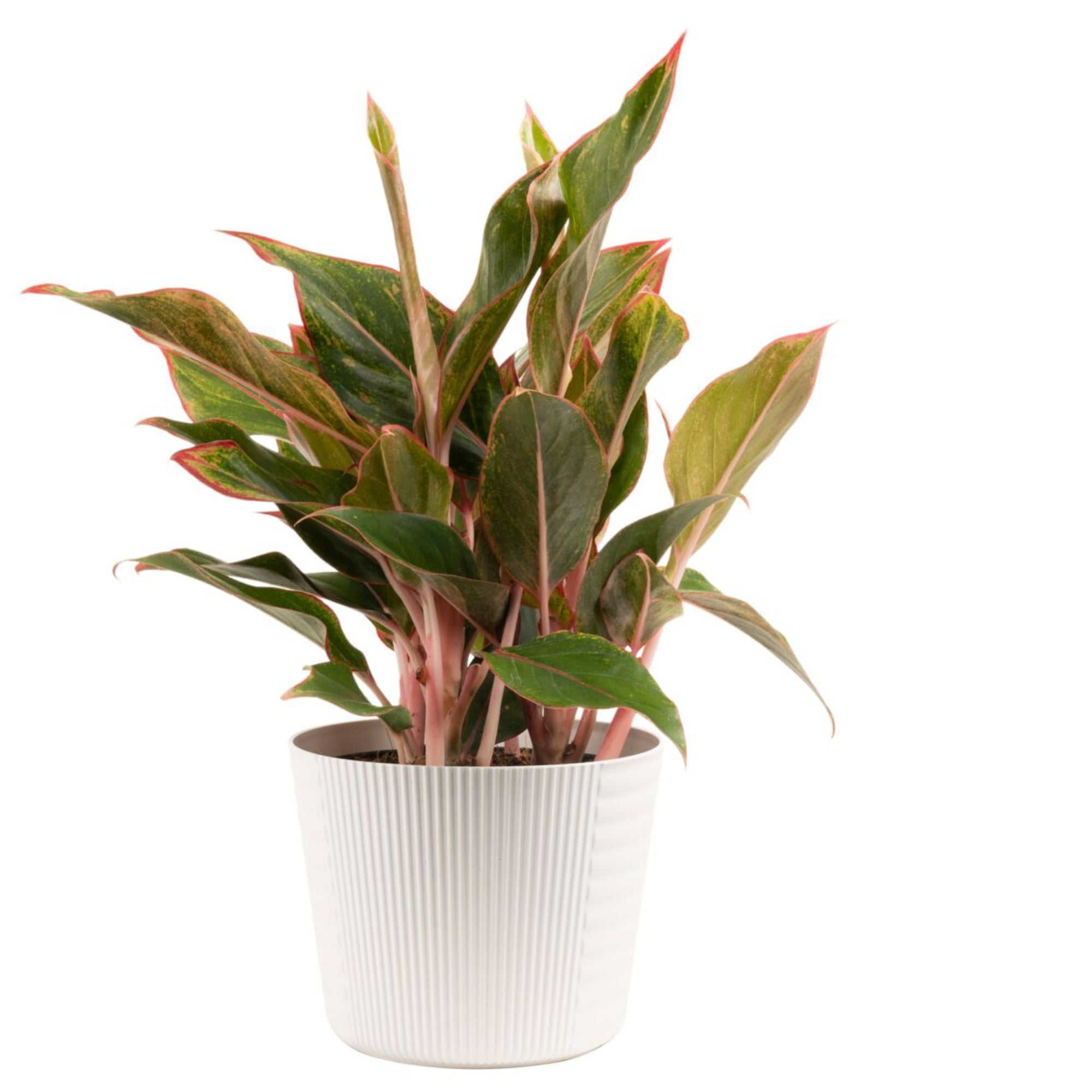 2520 アグラオネマカーティシーAgleonema Curtisii 2520 アグラオネマカーティシーAgleonema Curtisii アグラオネマ