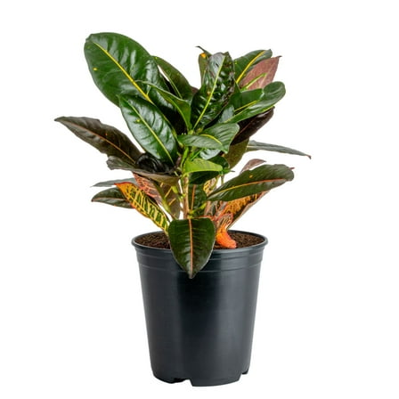 Costa Farms 14" Tall Croton Petra Live House Plants in 5" Grower Pot