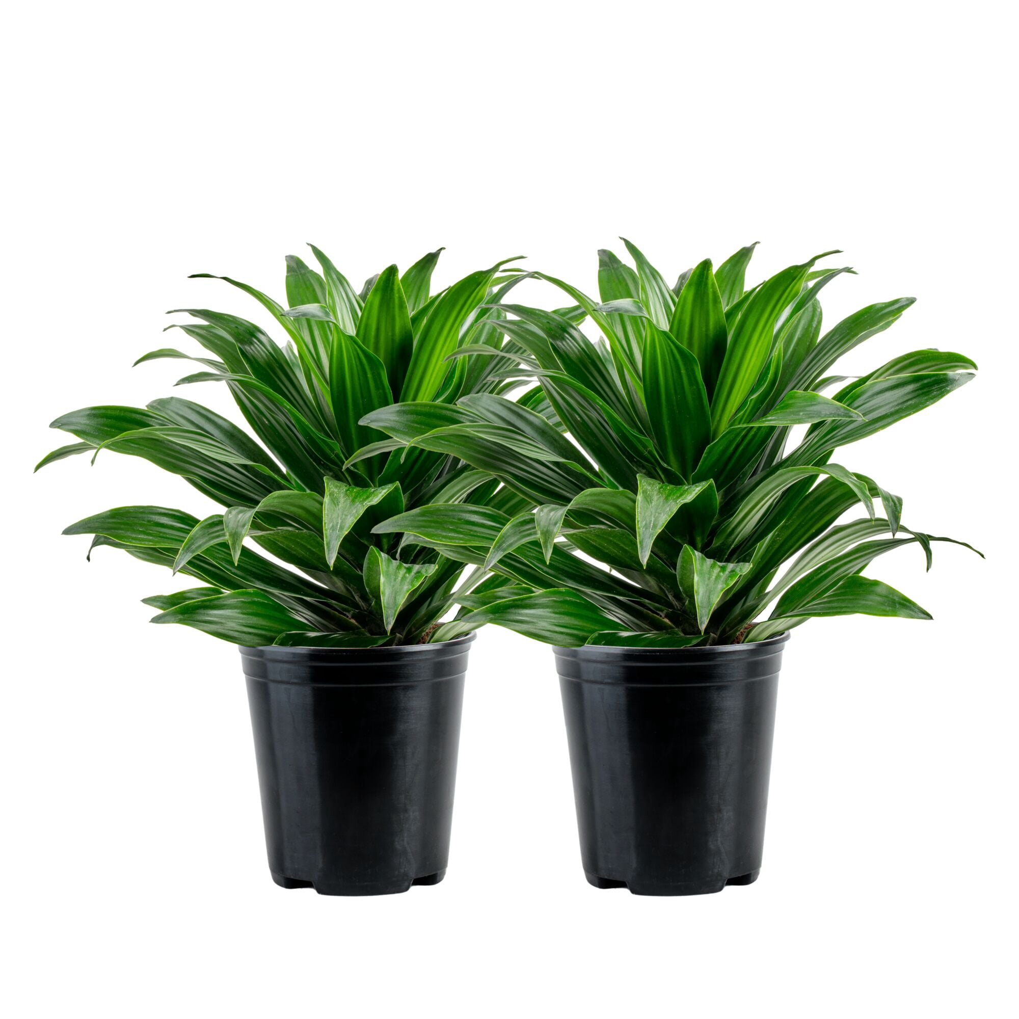 zebrina calathea Calathea zebrina Houseplants - Zebra Plant | Hortology main image 1