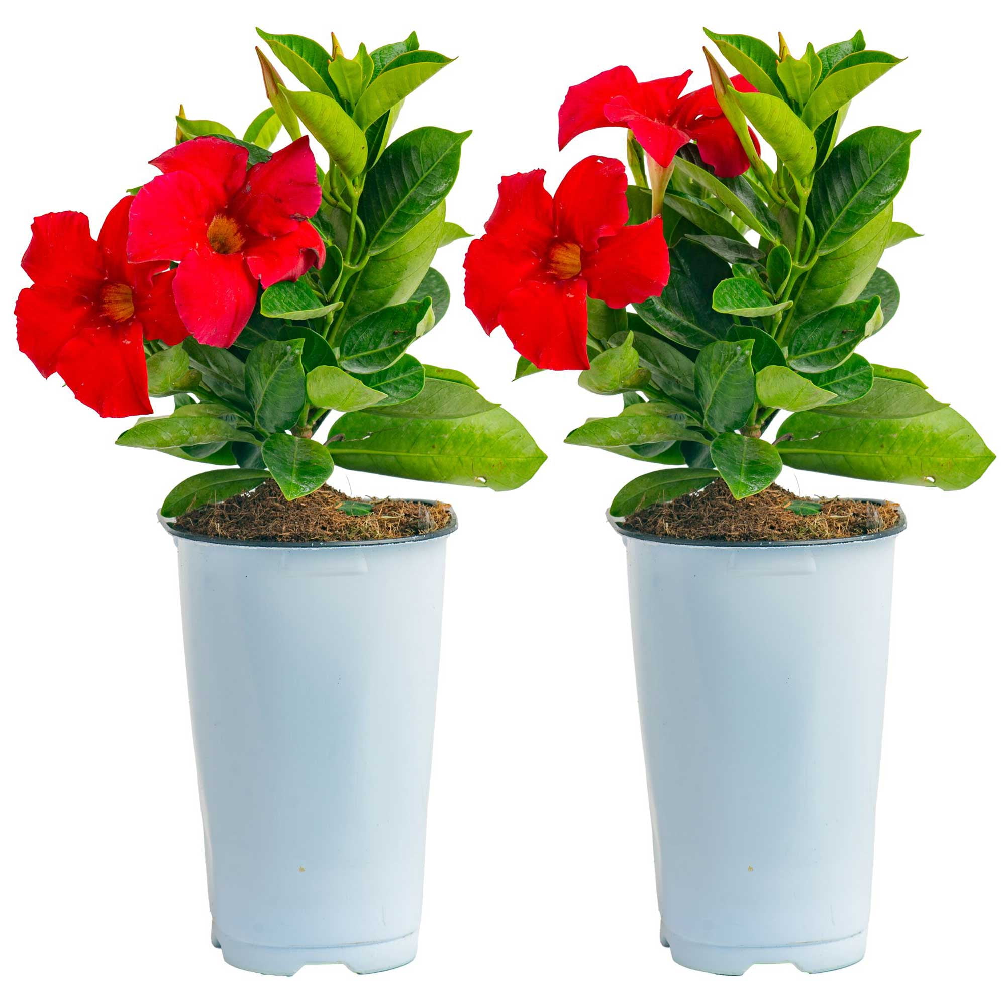 Island Blooms 14" Mandevilla Live Outdoor Plant in 1.5 Pt. Grower Pot (2 Count)