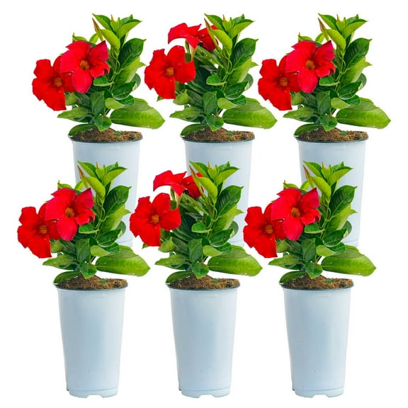 Island Blooms 14" Mandevilla Live Outdoor Plant in 1.5 Pt. Grower Pot (6 Count)