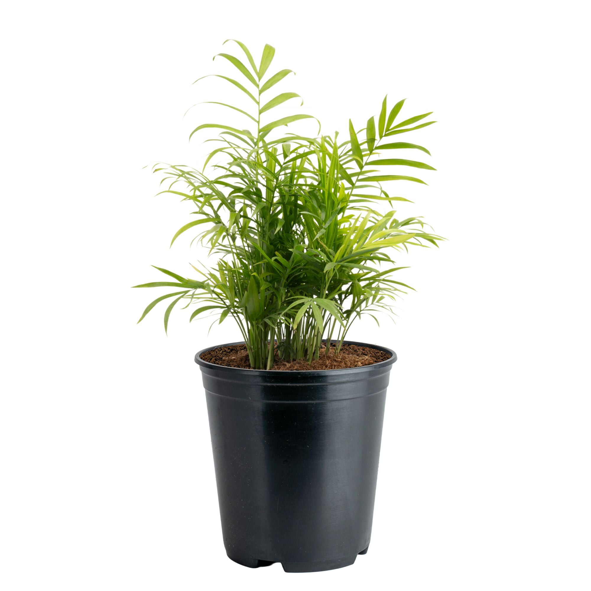 Neanthebella Parlor Palm Live House Plant