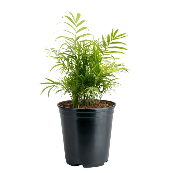 Costa Farms 14" Tall Neanthebella Parlor Palm Live House Plants in 5" Grower Pot