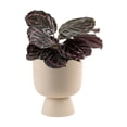thumbnail image 1 of Costa Farms 15" Tall Calathea Dottie, Bright Indirect Sunlight, Indoor Live House Plants, 1 of 10
