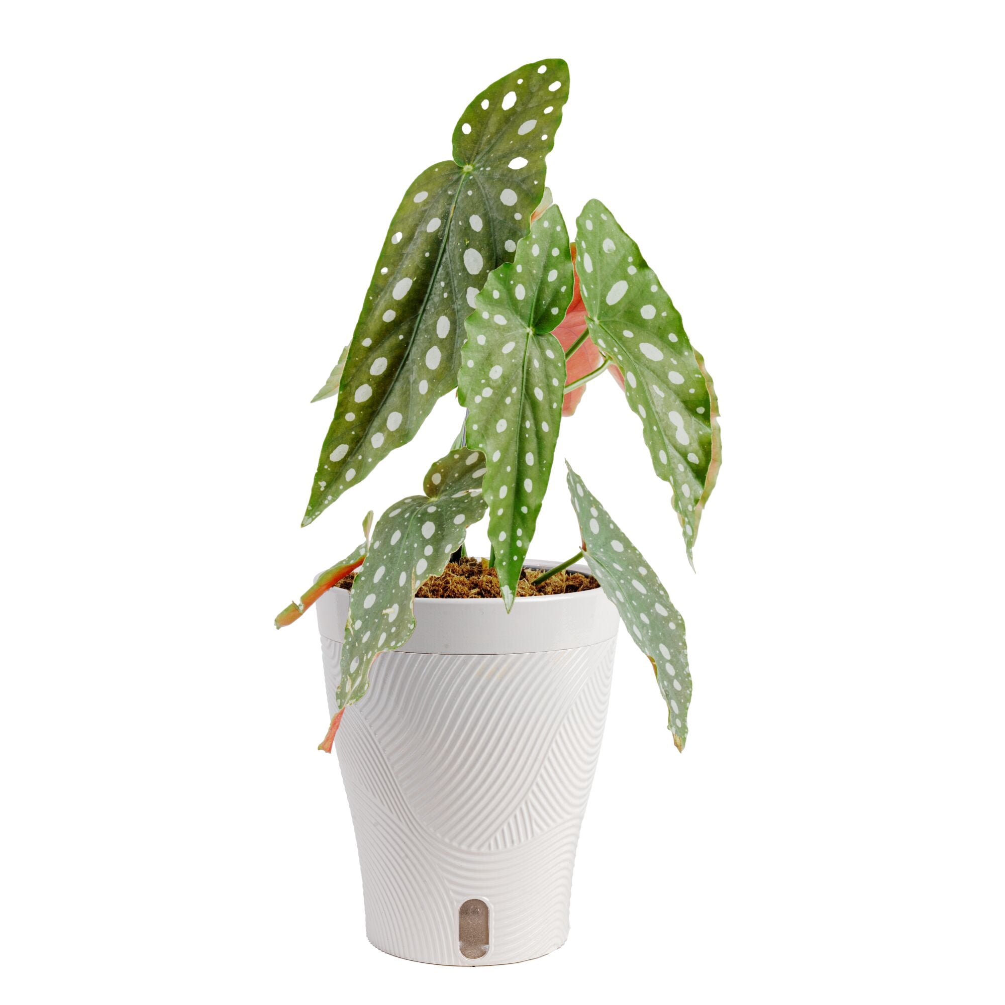 Costa Farms 15" Polka Dot Begonia Live House Plants in 5" Self-Watering Pot