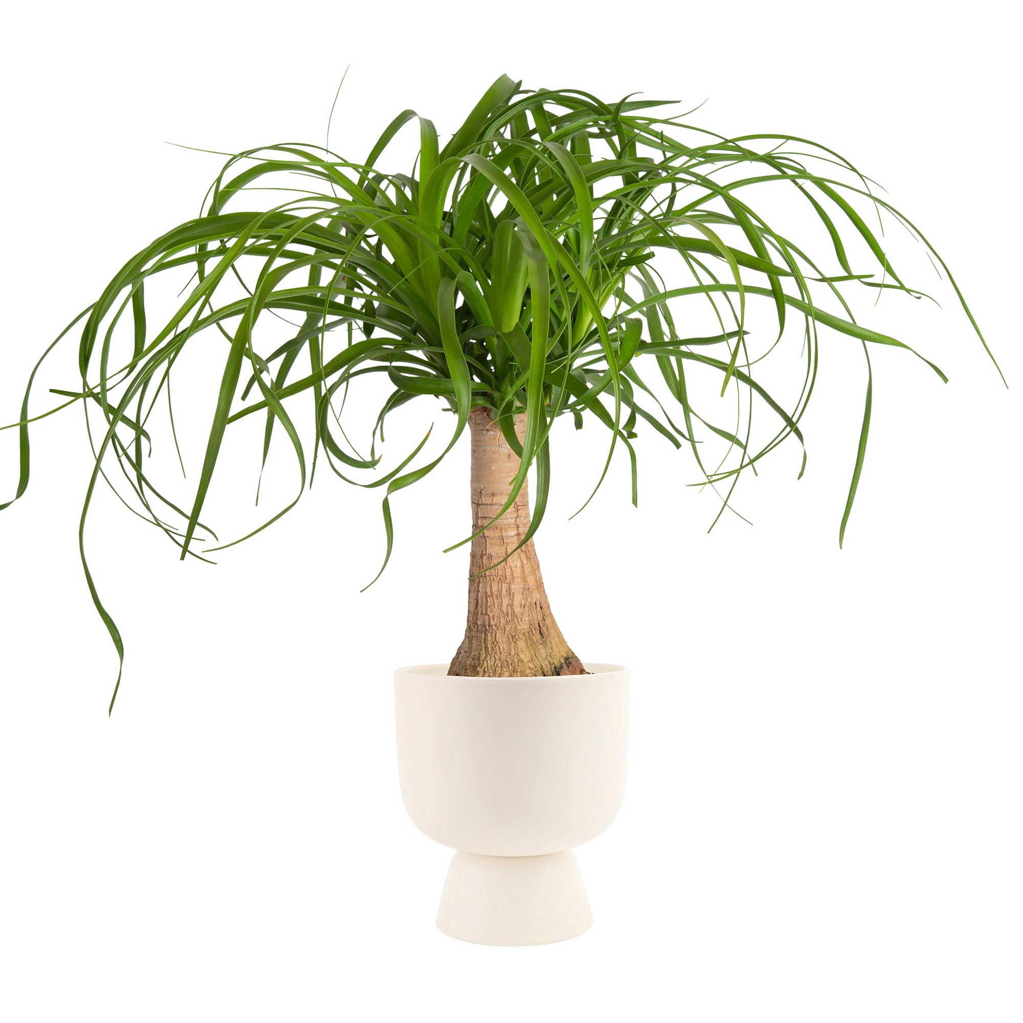 Costa Farms 15" Tall Ponytail Palm, Medium Indirect Sunlight, Indoor Live House Plants, Dcor Pot